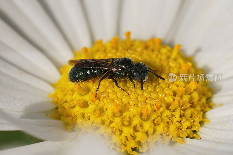 近距离观察一只雄性金属蓝色小木蜂，Ceratina cyanea，坐在黄色的蜜蜂上